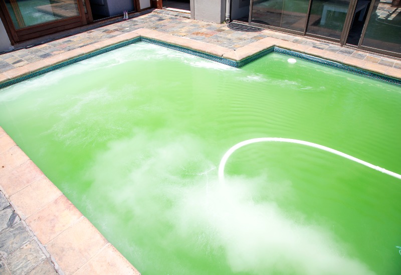Swimming Pool Algae Growth in Maryland